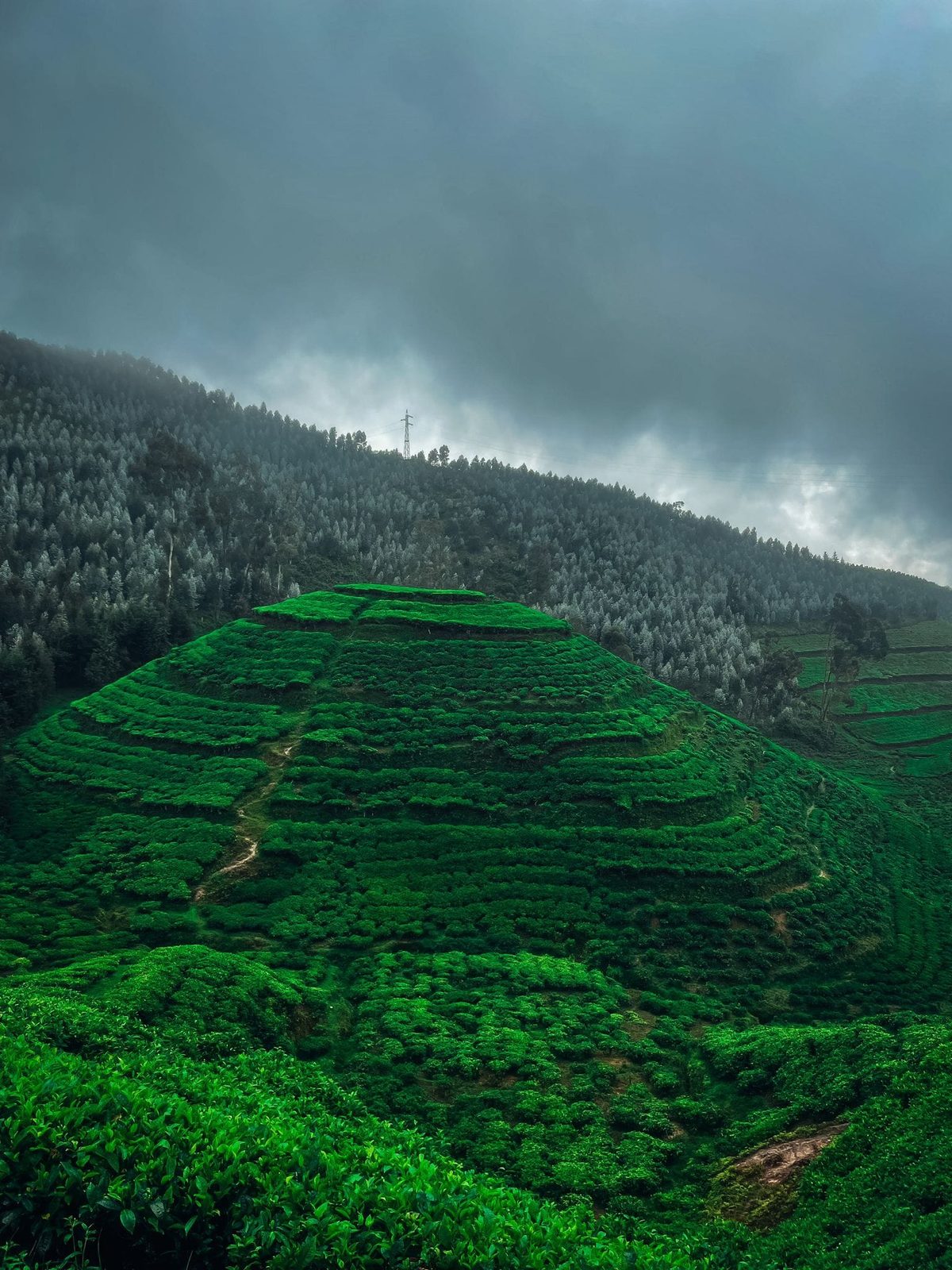 Collines de thé du Rwanda